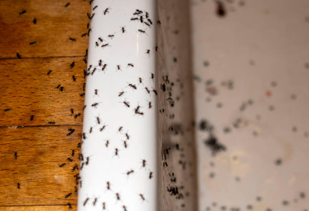 Best Pest Prevention Services  in Waynesburg, PA